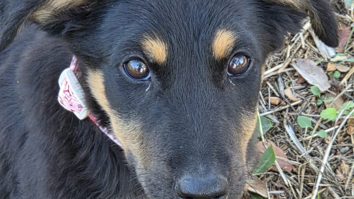 Giulio
