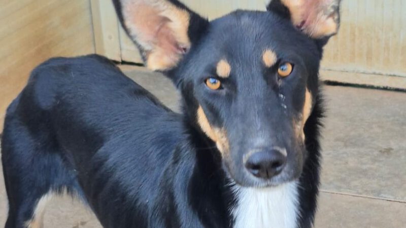 Frollo -ab 26.10. in D-