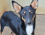 Frollo -ab 26.10. in D-