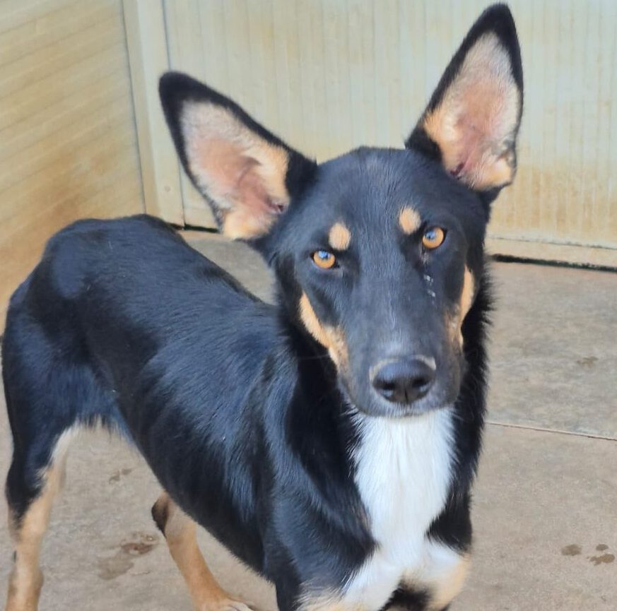 Frollo -ab 26.10. in D-