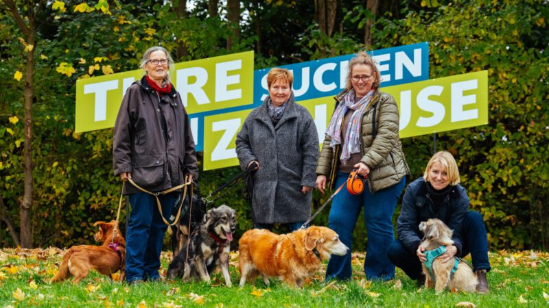 Tiere suchen ein Zuhause
