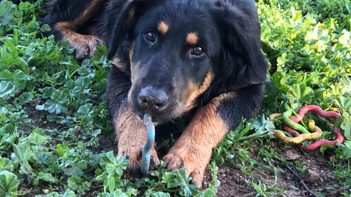 Giulio -ab 08.02. in D-