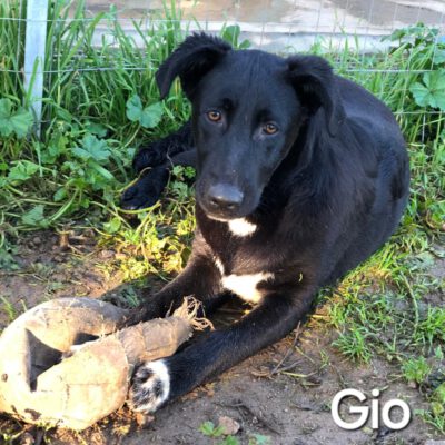 Gio