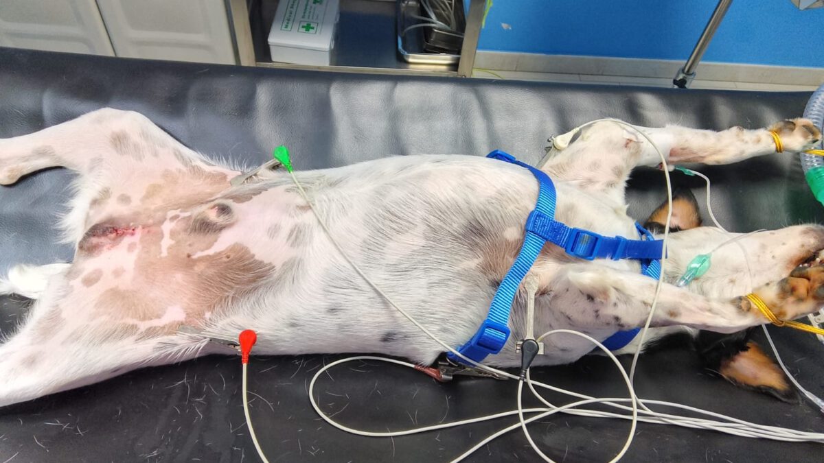 Kastrationen November 2025