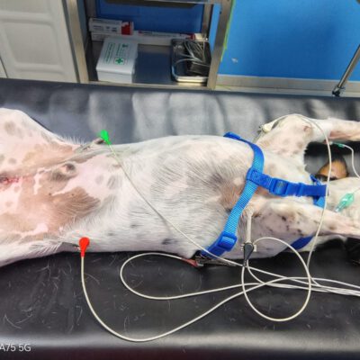 Kastrationen November 2025