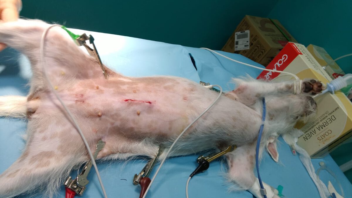 Kastrationen Dezember 2025