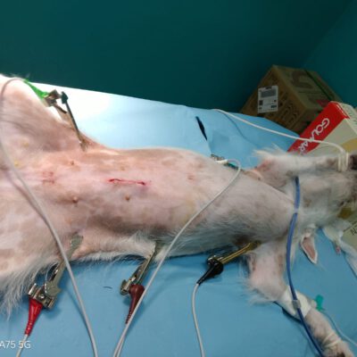 Kastrationen Dezember 2025