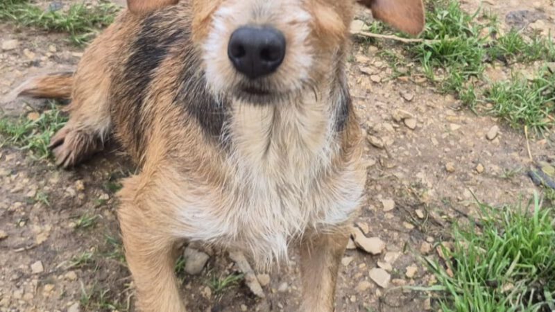 Ginger -ab 17.01. in D-