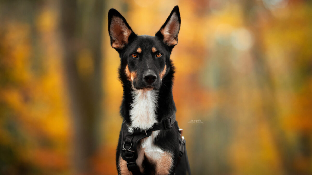 Frollo -Zuhause gefunden-