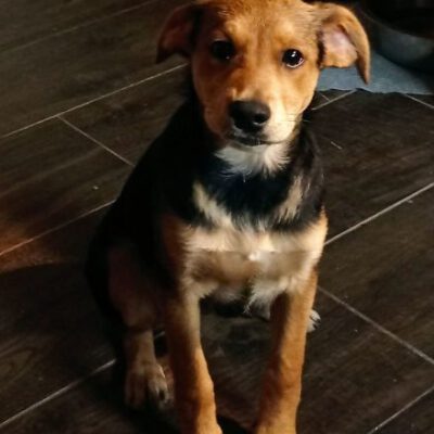 Franzi -Zuhause gefunden-