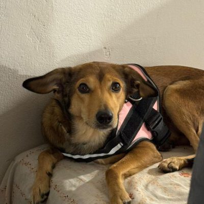 Milly -Zuhause gefunden-