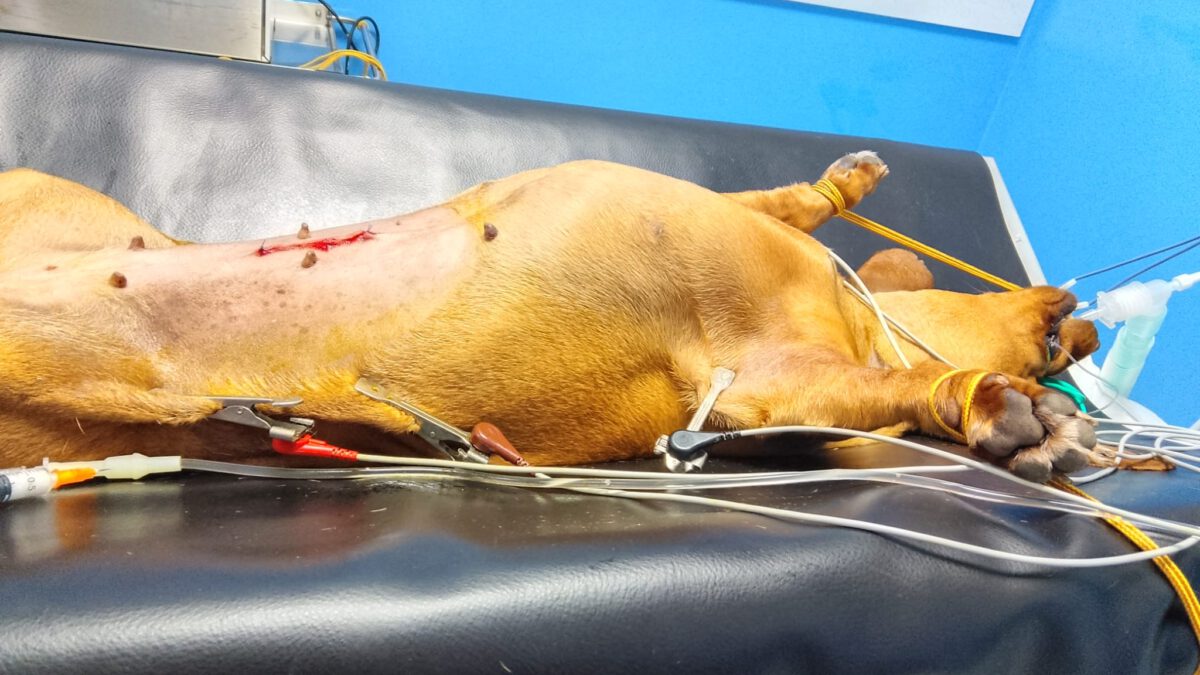 Kastrationen Februar 2026