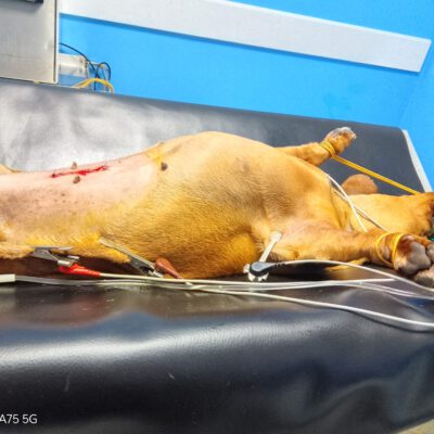 Kastrationen Februar 2026