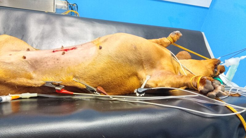 Kastrationen Februar 2026