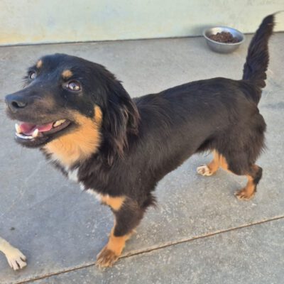 Cosetta -ab 21.03. in D-