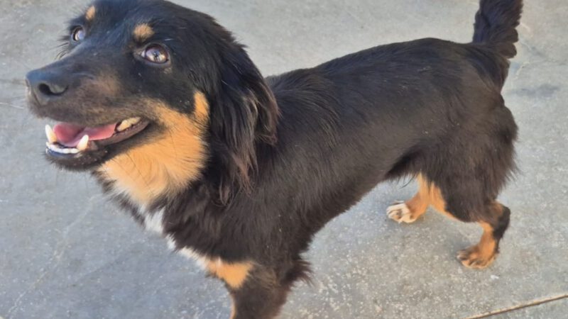 Cosetta -ab 21.03. in D-