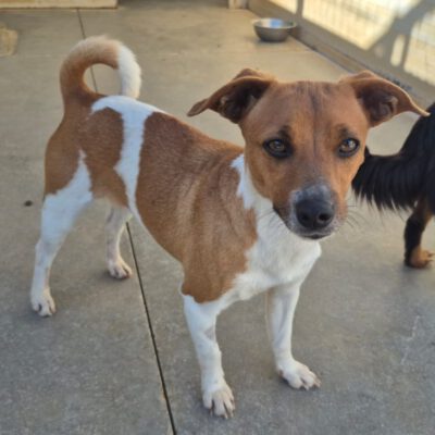 Clizia -ab 21.03. in D-