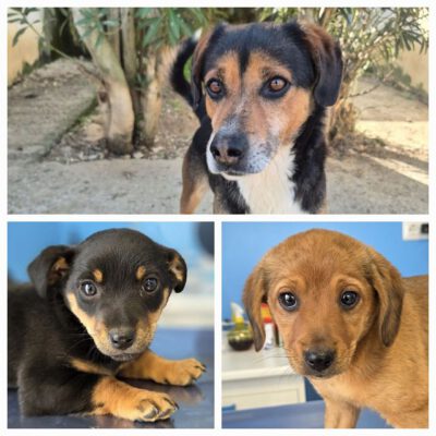 Drei kleine Herzen suchen ihr Glück