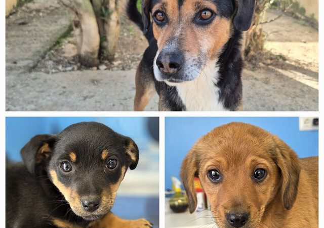 Drei kleine Herzen suchen ihr Glück