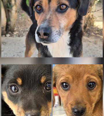 Drei kleine Herzen suchen ihr Glück