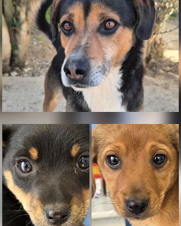 Drei kleine Herzen suchen ihr Glück