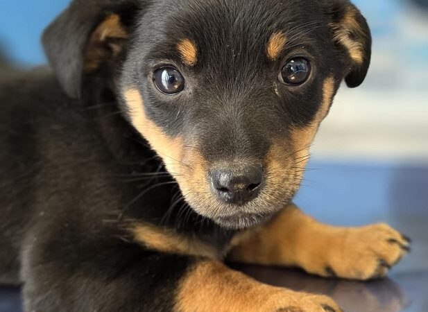 Moka -ab 30.04. in D-