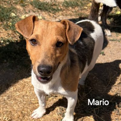 Mario