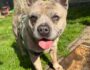 Balu -Fremdvermittlung-
