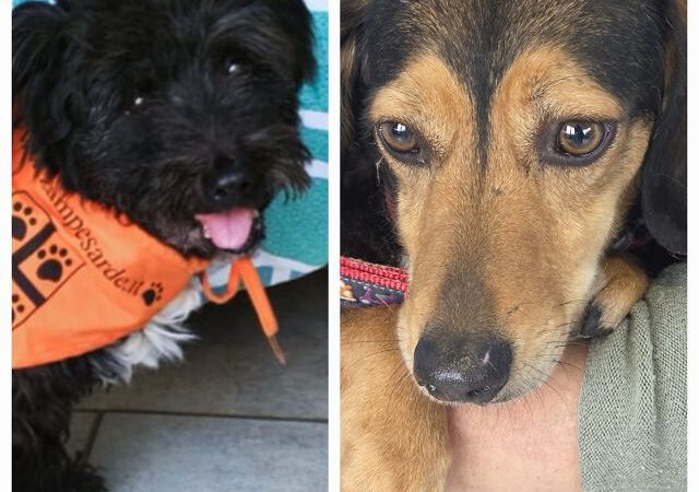 Zwei Hundeseelen suchen Herzensmenschen