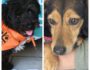 Zwei Hundeseelen suchen Herzensmenschen