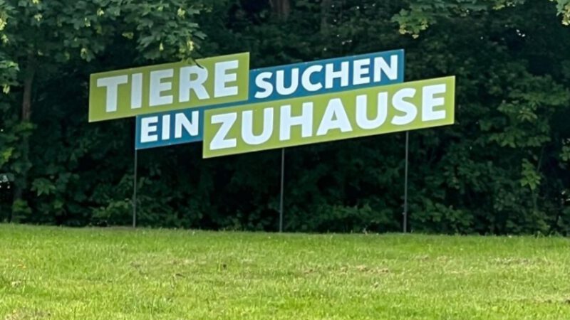 Tiere suchen ein Zuhause