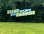 Tiere suchen ein Zuhause