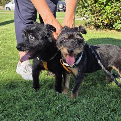 Doppeltes Hundeglück