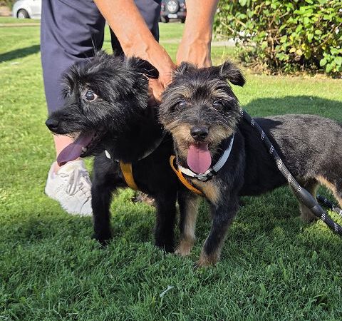 Doppeltes Hundeglück
