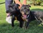Doppeltes Hundeglück