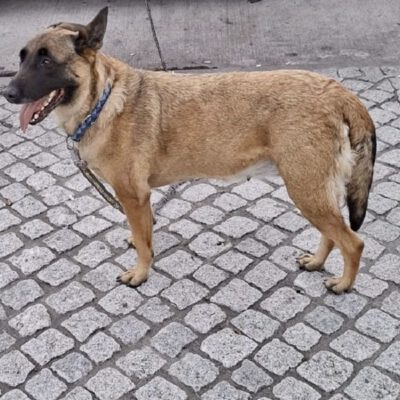 Maya – Fremdvermittlung