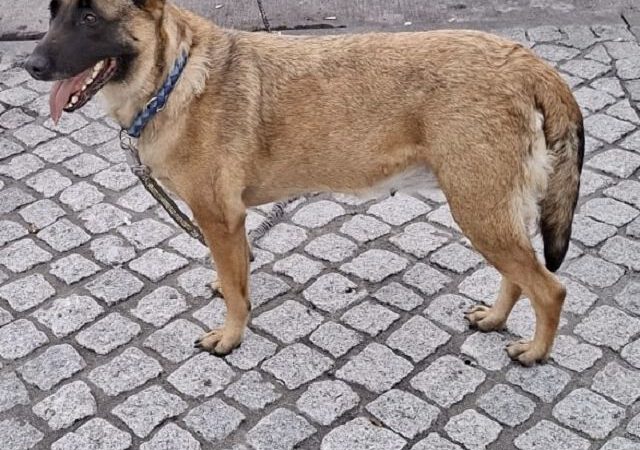 Maya – Fremdvermittlung