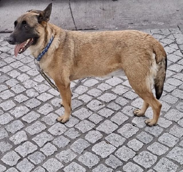 Maya – Fremdvermittlung