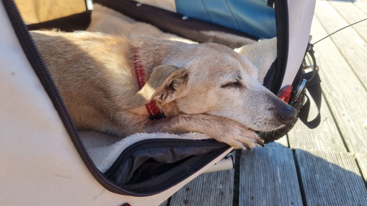 Stella