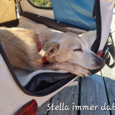 Stella