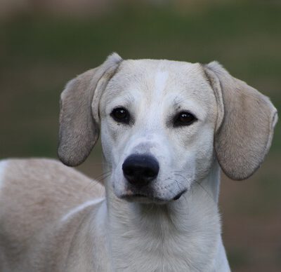 Lulu
